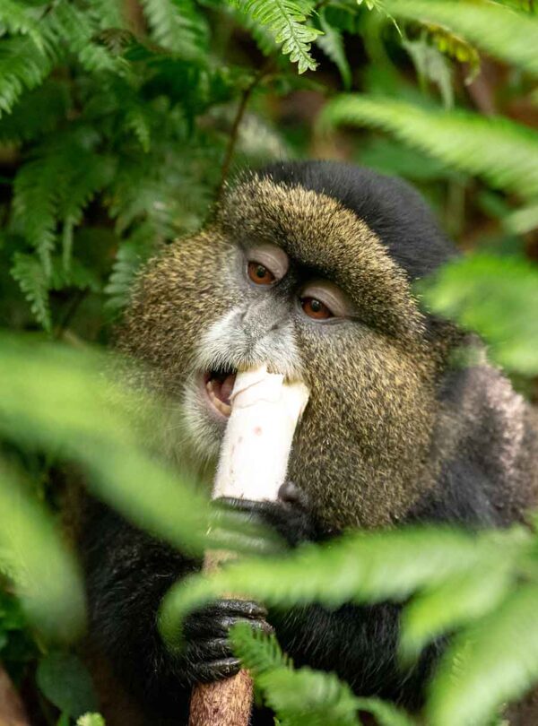 A mountain gorilla in Mgahinga Gorilla National Park, on the Uganda-Rwanda border