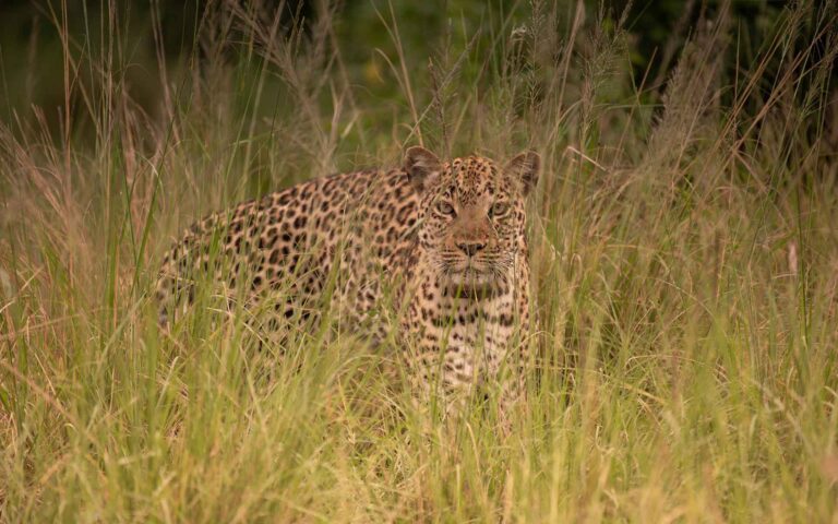 A leopard resting in tall grass in Queen Elizabeth National Park, Uganda