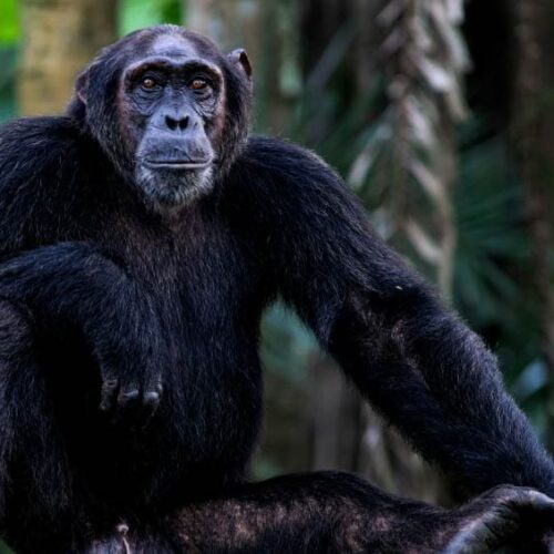 5-Day Uganda Gorillas, Chimpanzees and Wildlife Safari