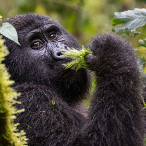 3-Day Gorilla Trekking & Lake Bunyonyi Tour from Kigali