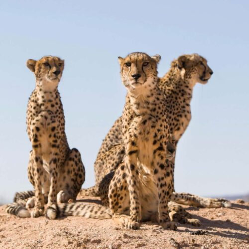 7-Day Highlights of Tanzania Safari