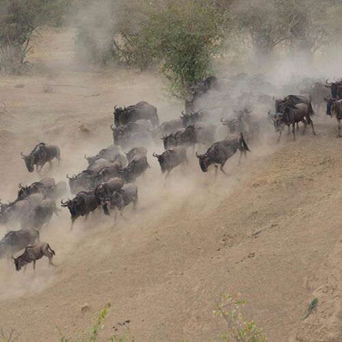 10-Day From Kenya to Tanzania – Mid-Range