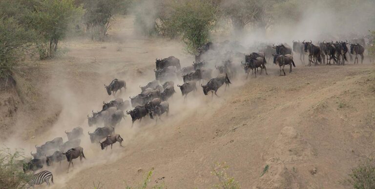 10-Day From Kenya to Tanzania – Mid-Range