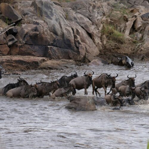 8-Day Wildebeest Migration from Maasai Mara to Serengeti