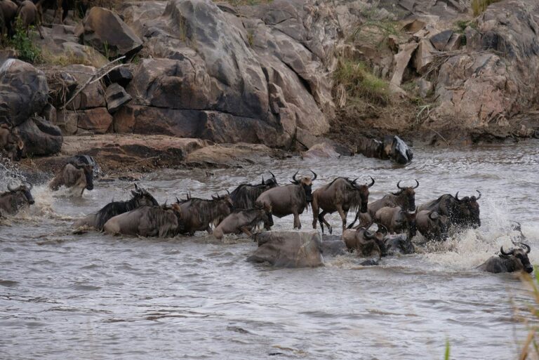 8-Day Wildebeest Migration from Maasai Mara to Serengeti