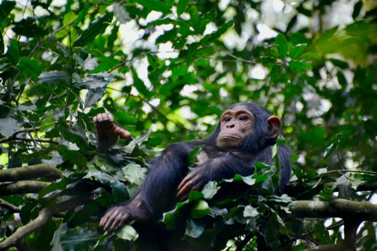9-Day Luxury Tanzania: Chimpanzee Trekking & Wild Serengeti Safari