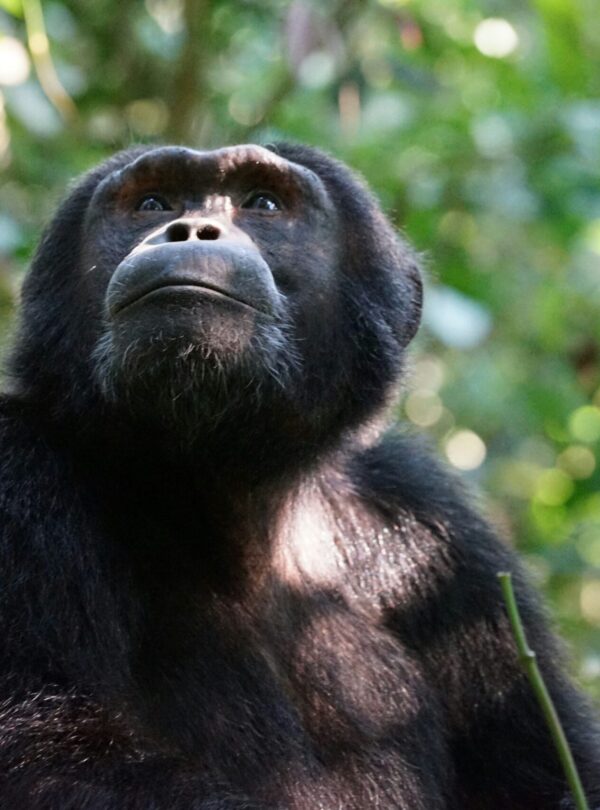 Chimp Raja
