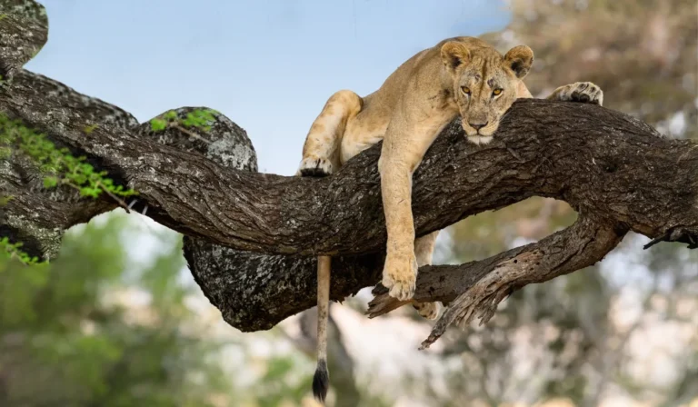 A tree-climbing lion resting on a branch in Lake Manyara National Park, Tanzania