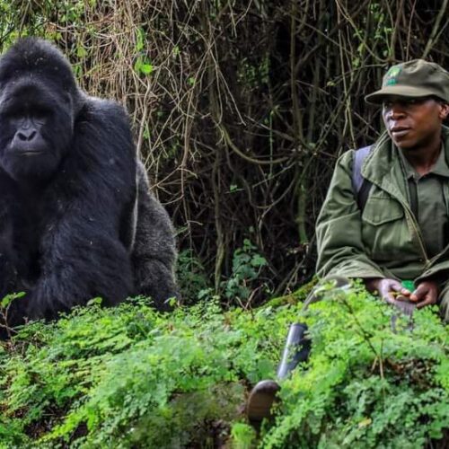 3-Day Gorilla Trekking & Lake Bunyonyi Tour from Kigali