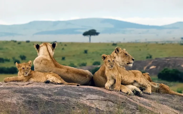 10 Days Luxury: The Classic Kenya Safari