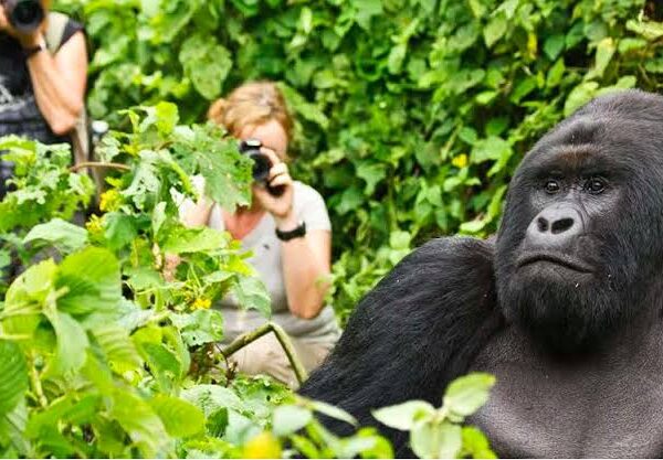 Mountain gorilla encountered on a trek in Rwanda