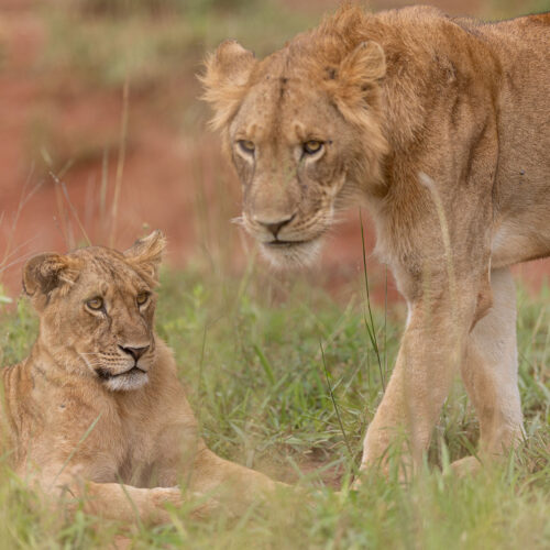 7-Day Uganda Primates & Predators Safari