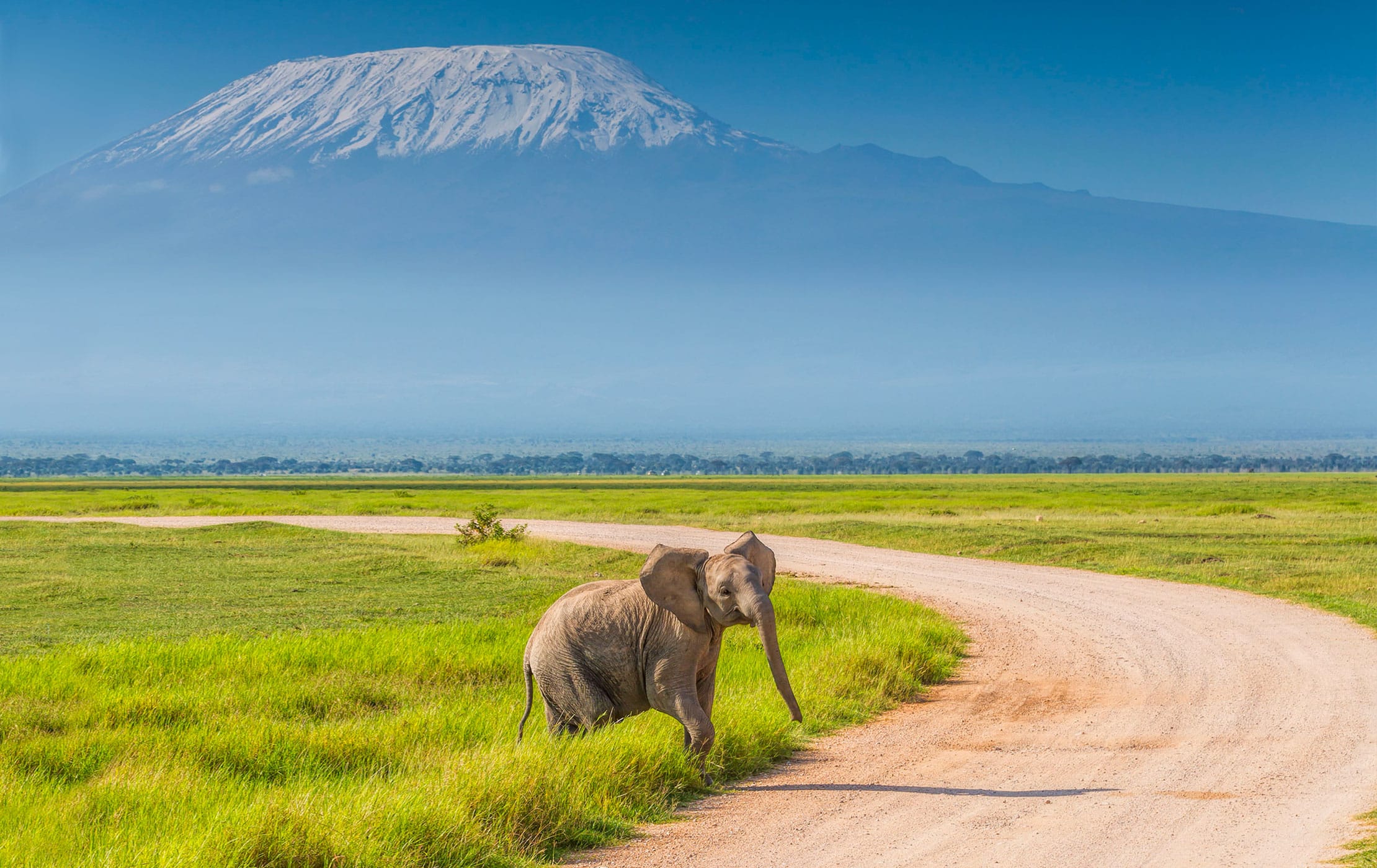 Elephants on the East African savannah
