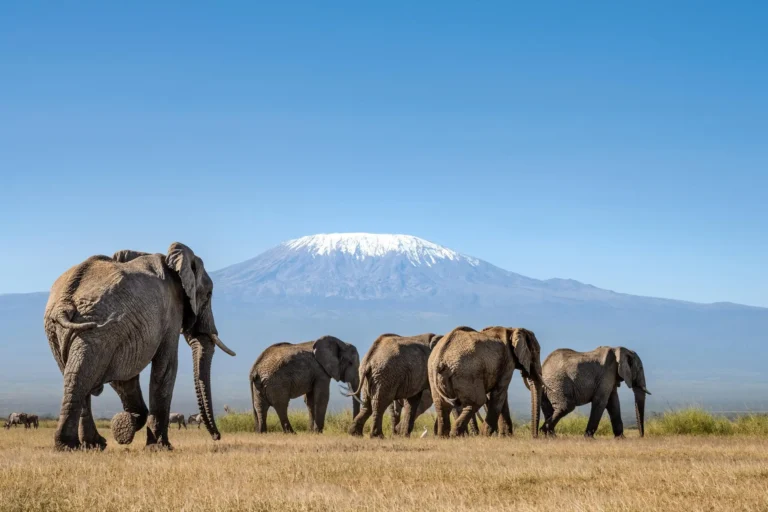 6-Day Kenya Classic Circuit: Masai Mara, Lake Nakuru & Amboseli