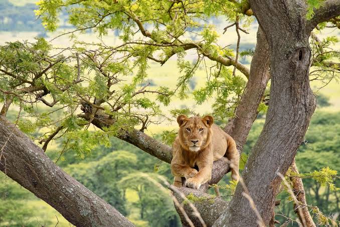 Uganda Safari