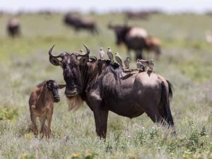 Wildebeest with calf on the Serengeti plains, Tanzania