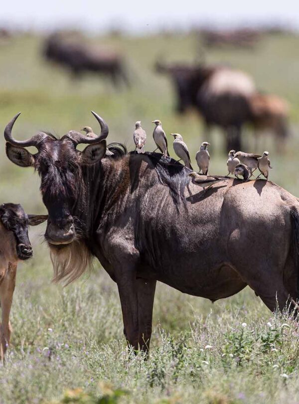 Wildebeest with calf on the Serengeti plains, Tanzania