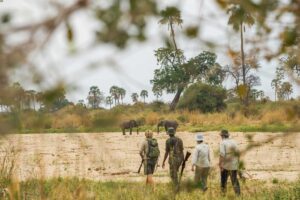 Elephants moving through the bush on a walking safari in Ruaha National Park, Tanzania