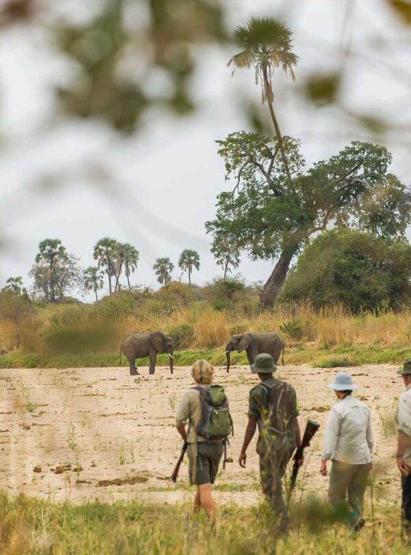 Elephants moving through the bush on a walking safari in Ruaha National Park, Tanzania