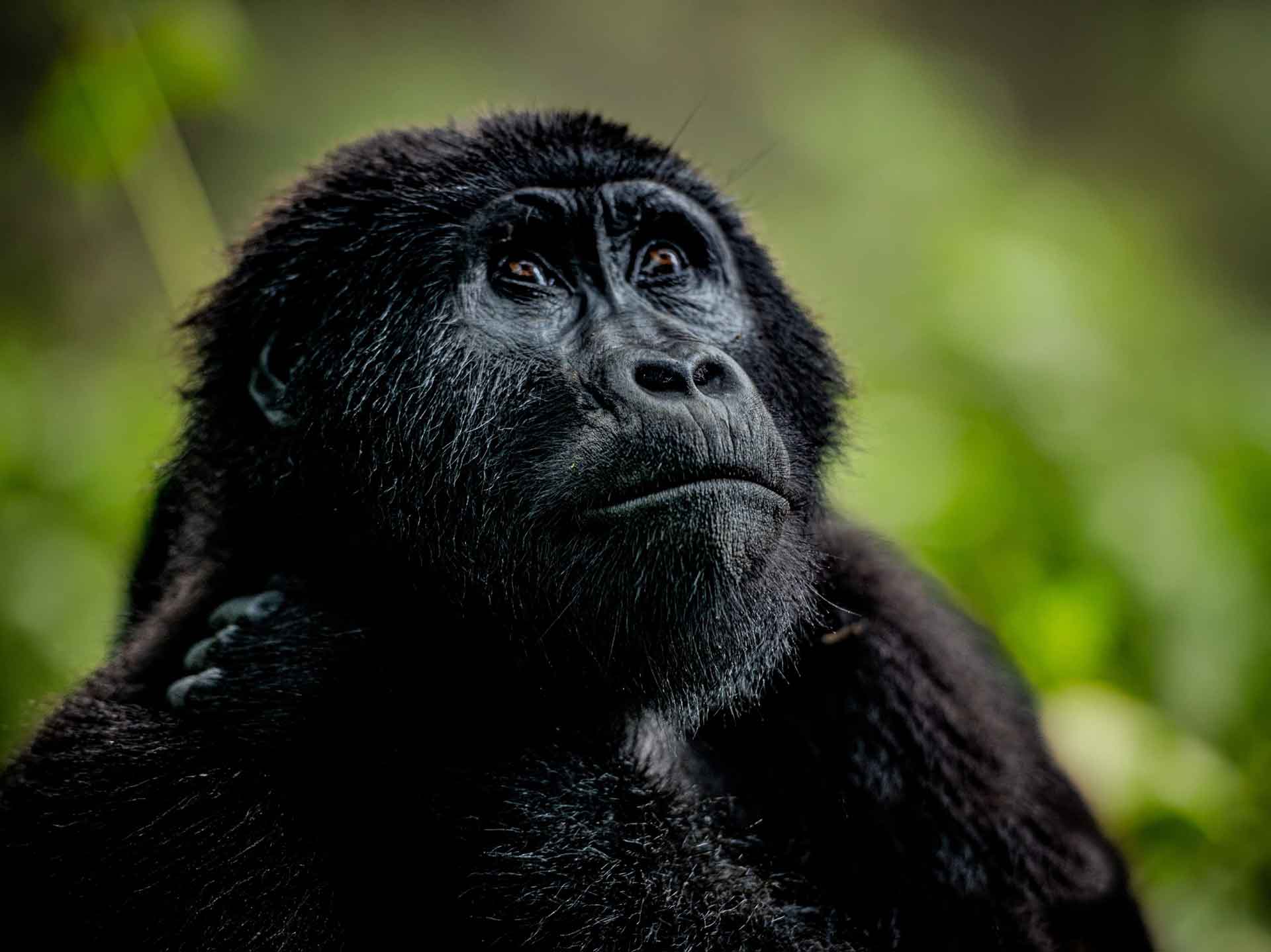 A mountain gorilla looking upward with a soulful expression in the forest undergrowth