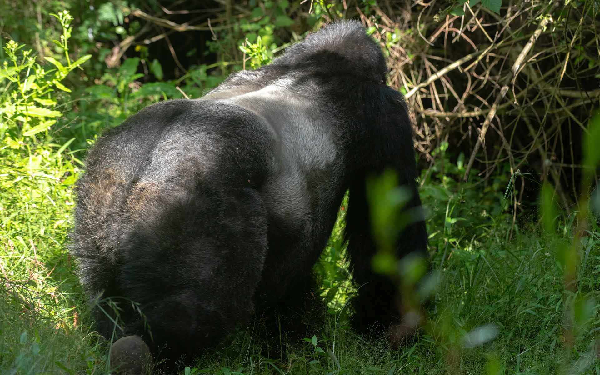 A silverback mountain gorilla walking away through dense forest vegetation in Mgahinga