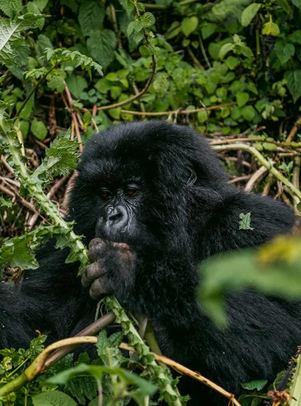 A mountain gorilla holding and feeding on wild vegetation in the forest undergrowth